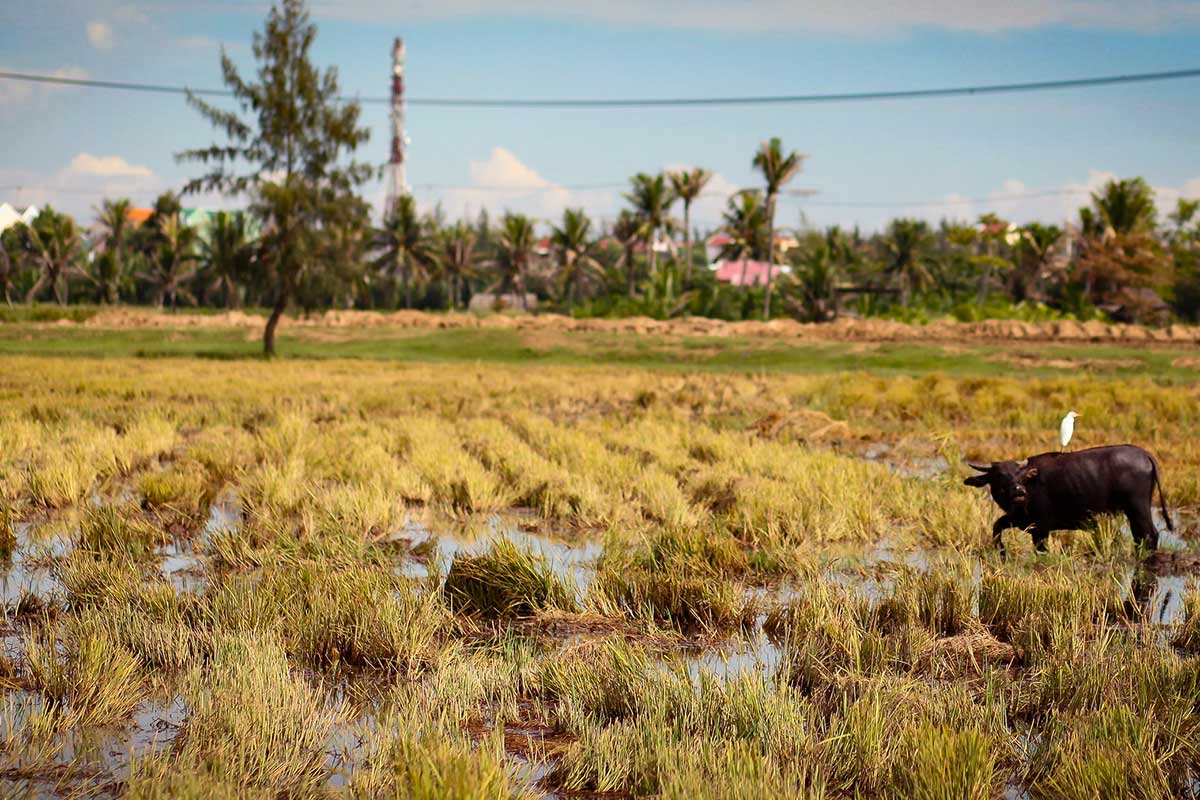 Hoi An Cycling Tour 5 In 1 Countryside Experience Private