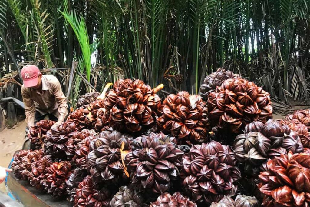 Mekong Delta tour