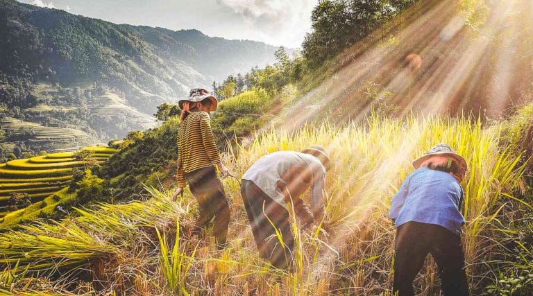 Sujeck Rice 10 Most beautiful Rice Fields in Vietnam + Best Season 2026