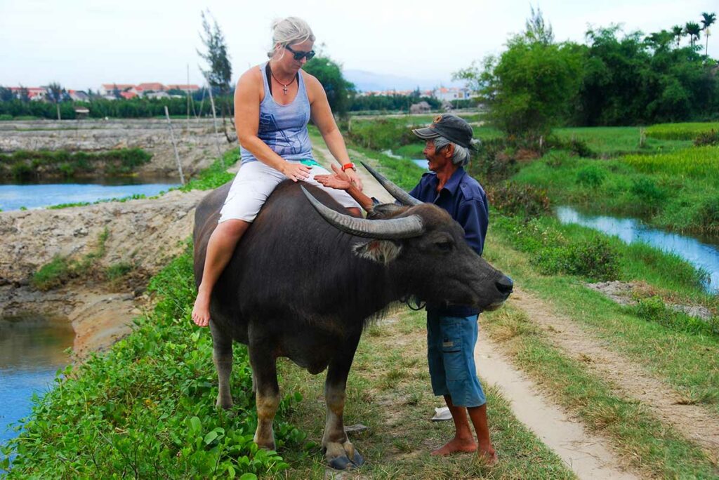 buffalo riding in Hoi An