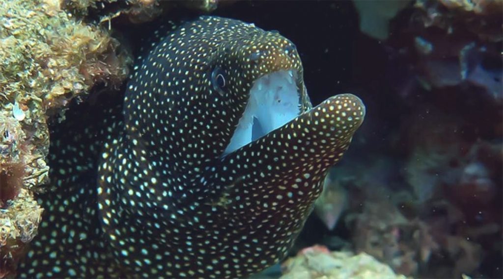 diving in Hoi An