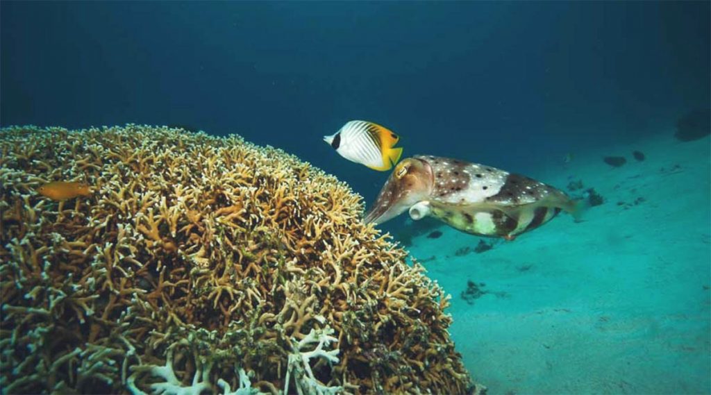 diving at Whale Island Vietnam