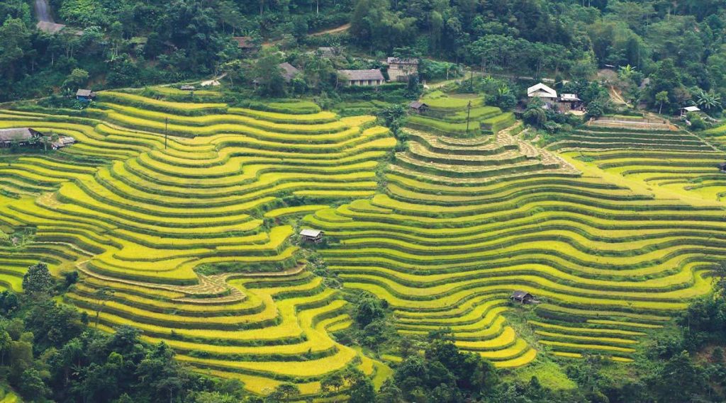 Hoang Su Phi rice terraces