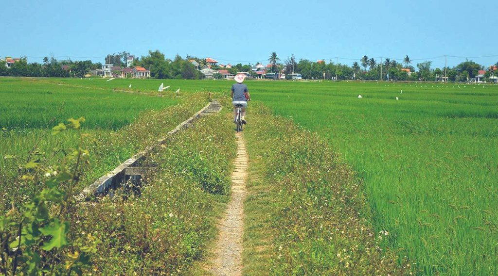 Hoi An rice fields