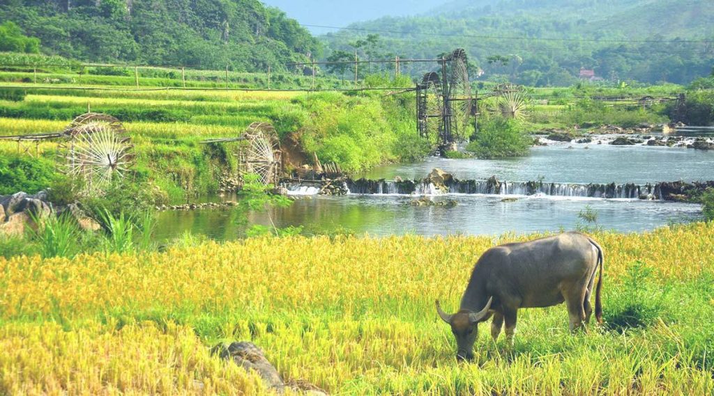 Pu Luong rice fields