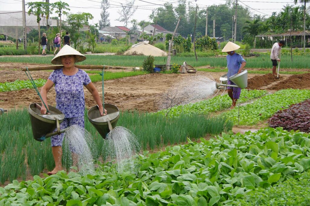 Tra Que Vegetable Village in Hoi An