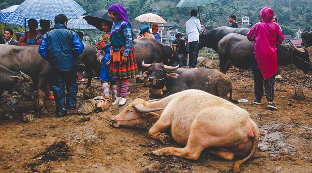 Bac Ha Market tour