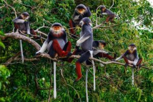 Monkeys in Cuc Phuong National Park located in Ninh Binh province