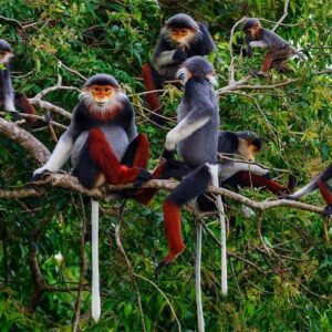 Monkeys in Cuc Phuong National Park located in Ninh Binh province