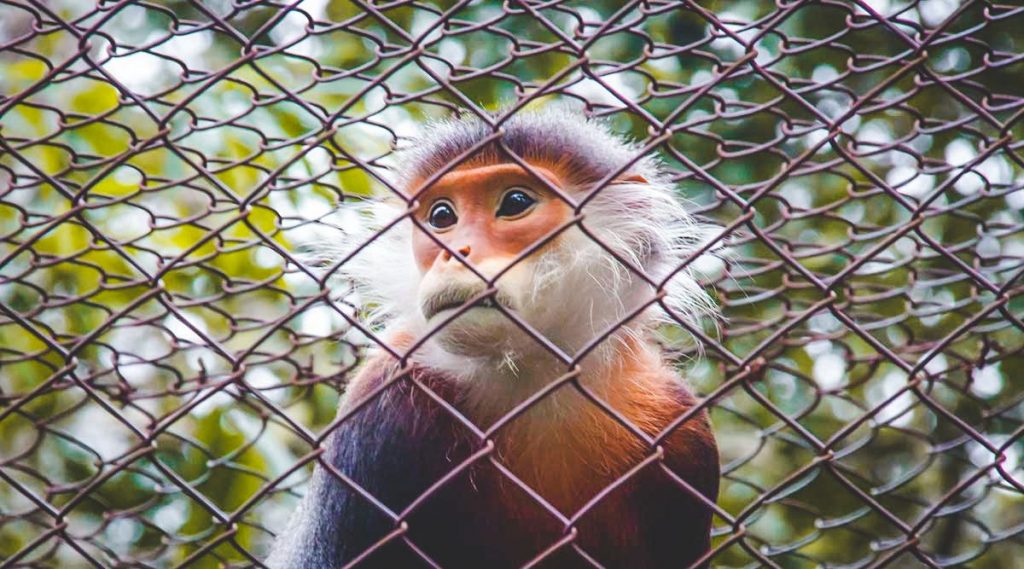 Endangered Primate Rescue Center