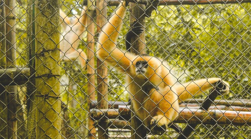 Endangered Primate Rescue Center