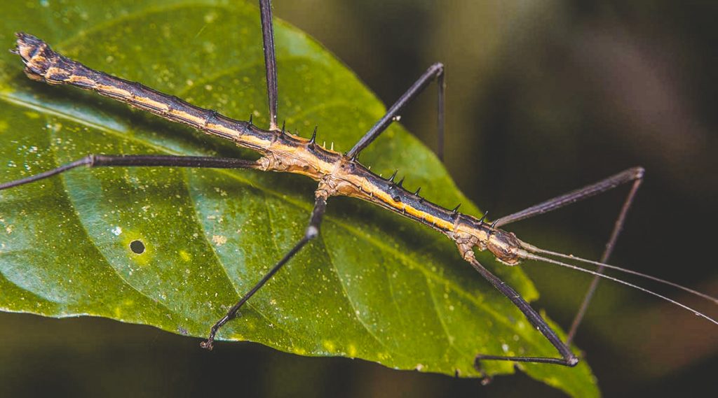 insect in Cuc Phuong
