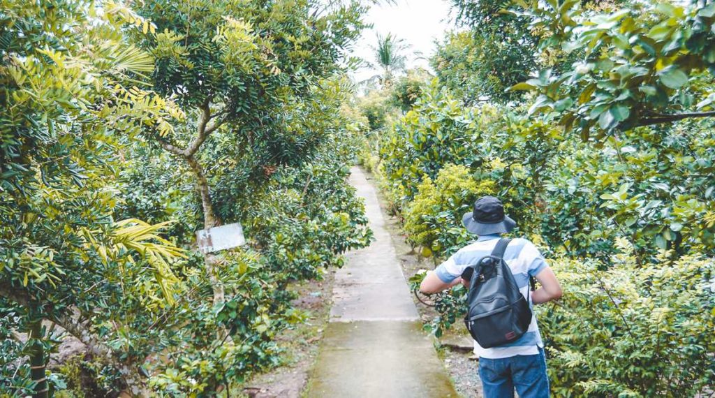 Mekong Delta orchard