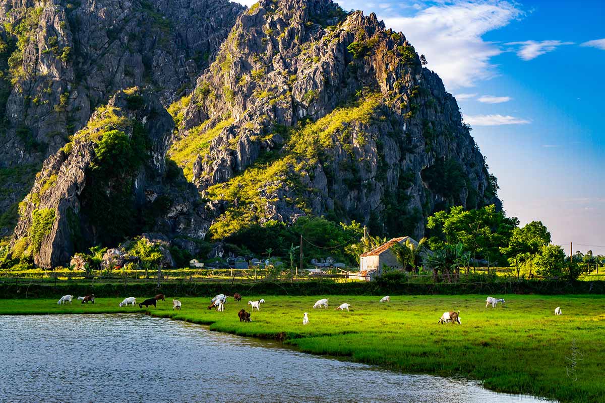 countryside of Ninh Binh with goats in the field