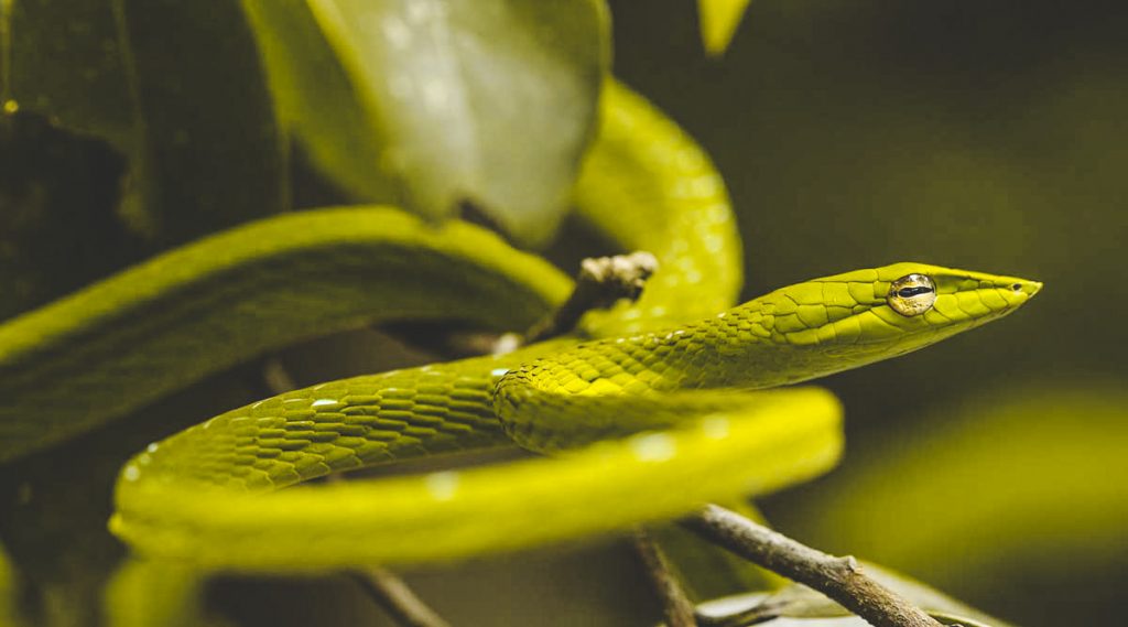 snake in Cuc Phuong