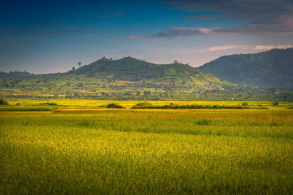 Gia Lai Rice Fields with Chu Dang Ya Volcano:  Rice fields in Gia Lai province, Vietnam, bask in the shadow of the majestic Chu Dang Ya volcano near the city of Pleiku.