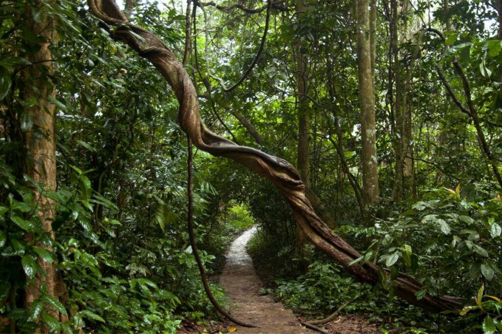 trekking in Cuc Phuong National Park