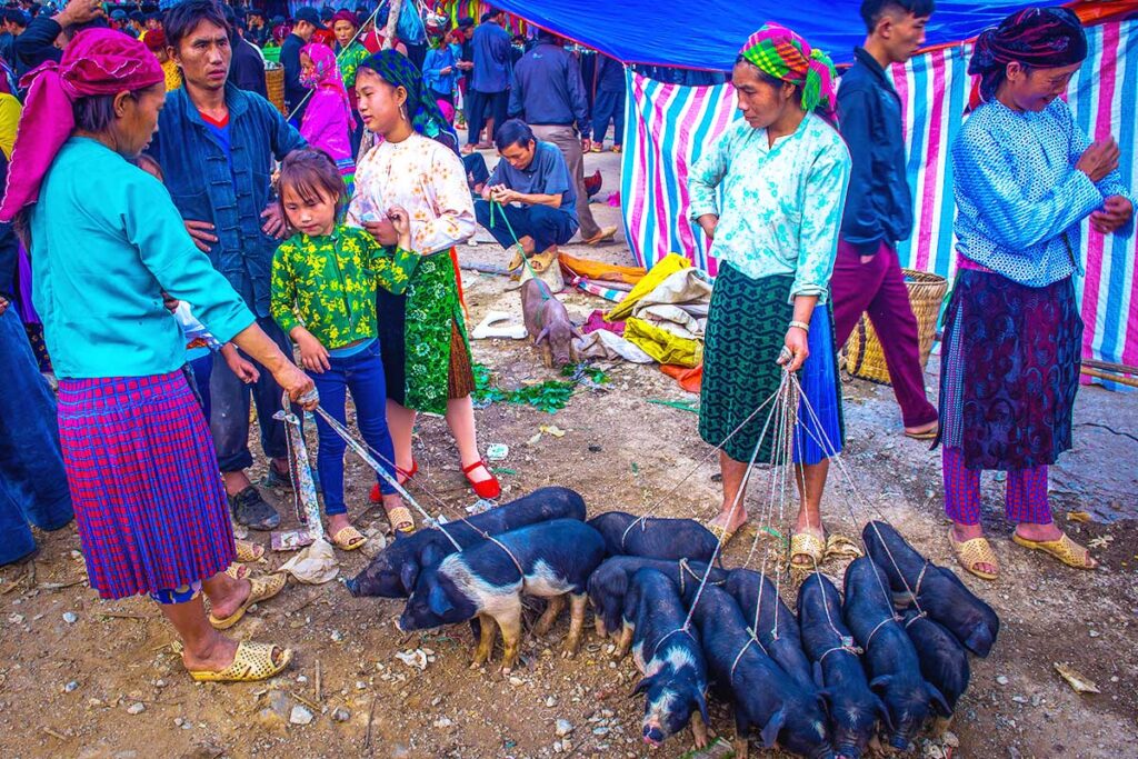 An ethnic woman holding several pigs on a leash at the Dong Van Market in Ha Giang.