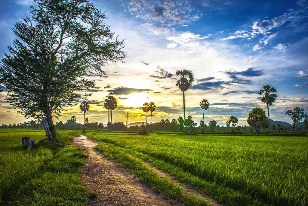 Ta Pa Rice Fields with Palm Trees: Lush green rice fields stretch towards the horizon, punctuated by towering palm trees in Ta Pa, Vietnam.