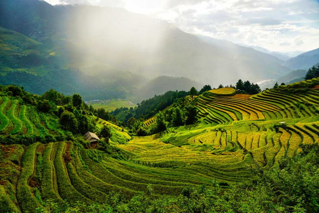 Mu Cang Chai Rice Terraces in Early October: A patchwork of green and gold blankets the terraced rice fields of Mu Cang Chai, Vietnam, as the harvest season reaches its peak.