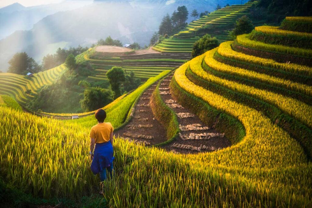 Mu Cang Chai Rice Terraces in September: Golden sunlight illuminates the magnificent terraced rice fields of Mu Cang Chai, Vietnam, during the peak harvest season.