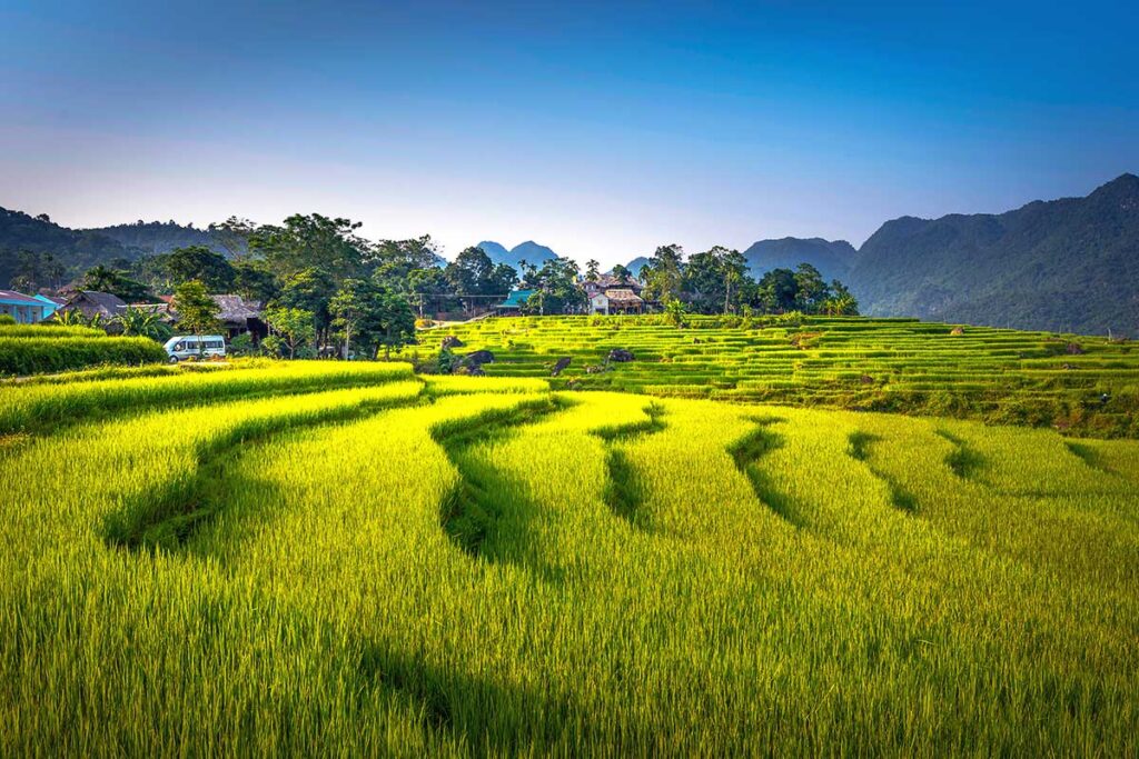 Terraced rice fields of Pu Luong Nature Reserve.
