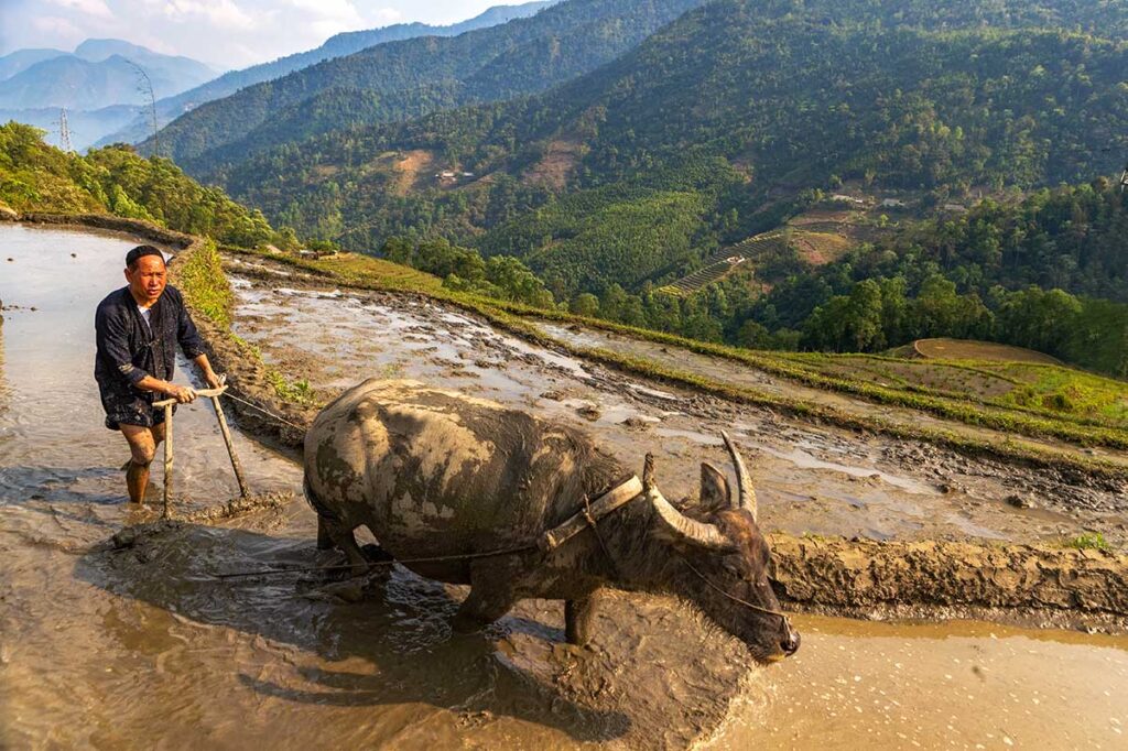 Sapa Rice Fields in April: A Vietnamese farmer plows his terraced rice field with a water buffalo in Sapa, marking the beginning of the rice-growing season.