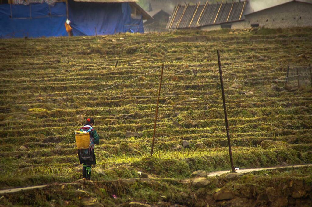 Sapa rice fields in December