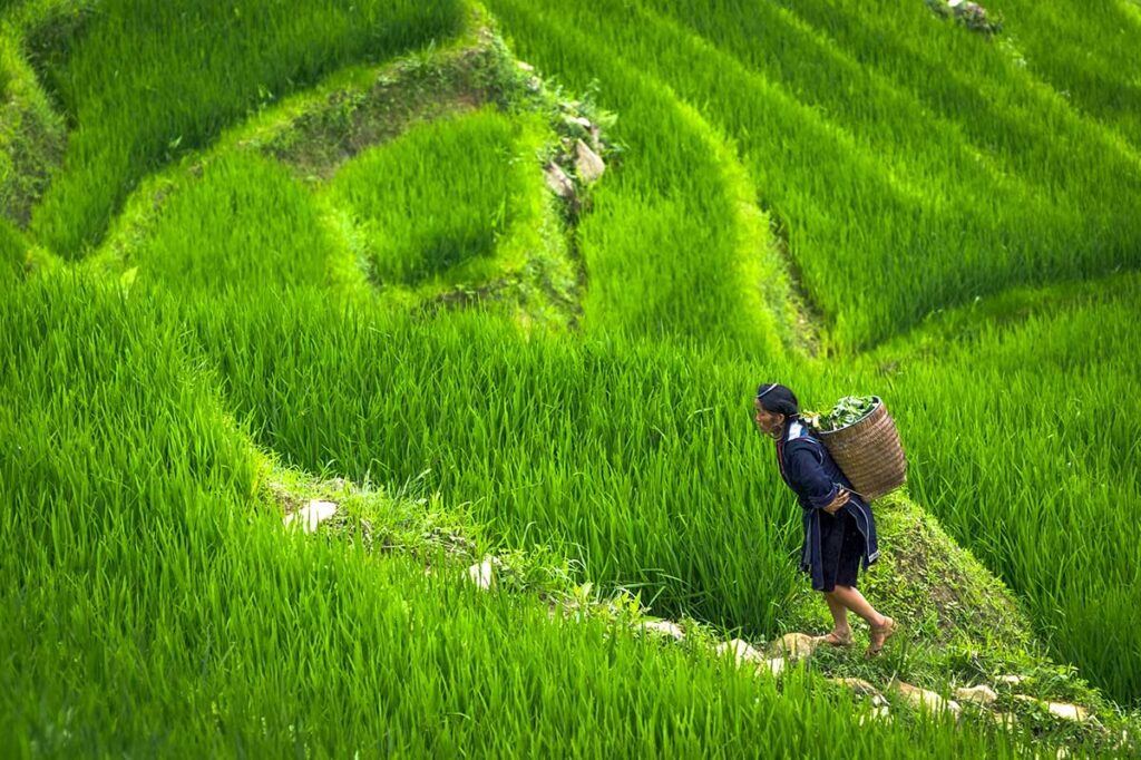 Sapa Rice Terraces in July: Lush green rice plants sway gently in the breeze as a Hmong woman walks through the terraced fields of Sapa.