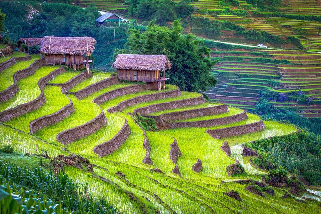 Sapa Rice Terraces in June: Tender green rice sprouts emerge from the flooded terraces of Sapa, signaling the start of a new growth cycle.