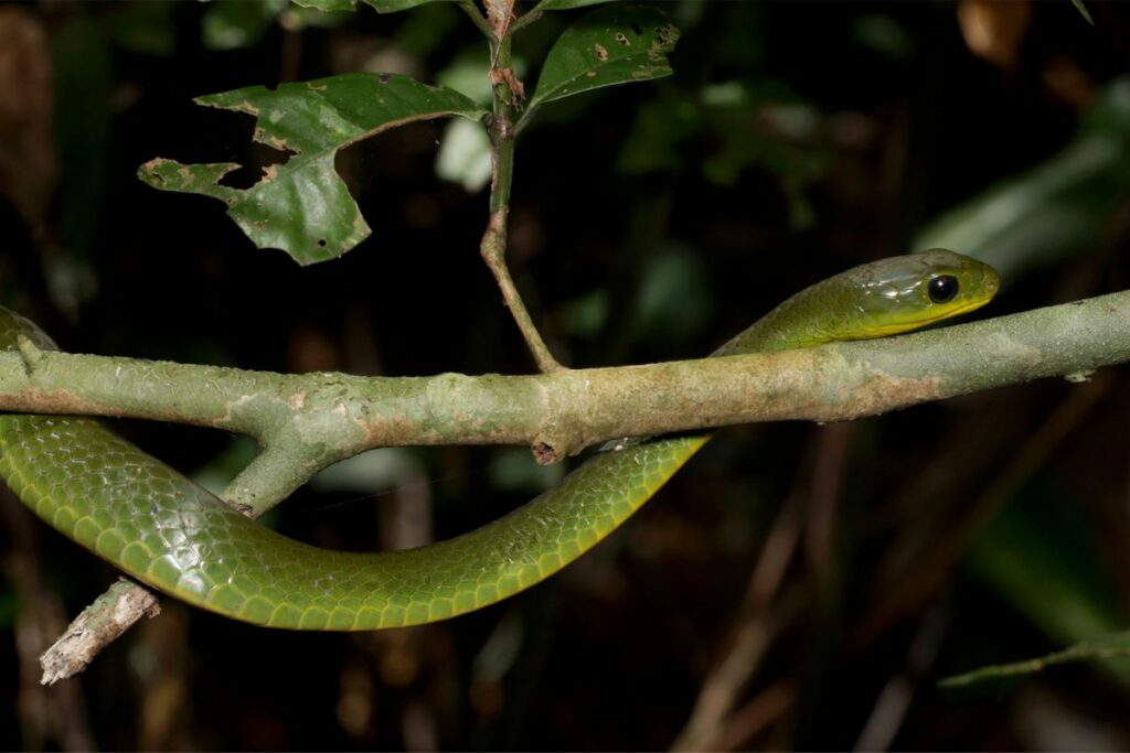 snake in Cuc Phuong National Park