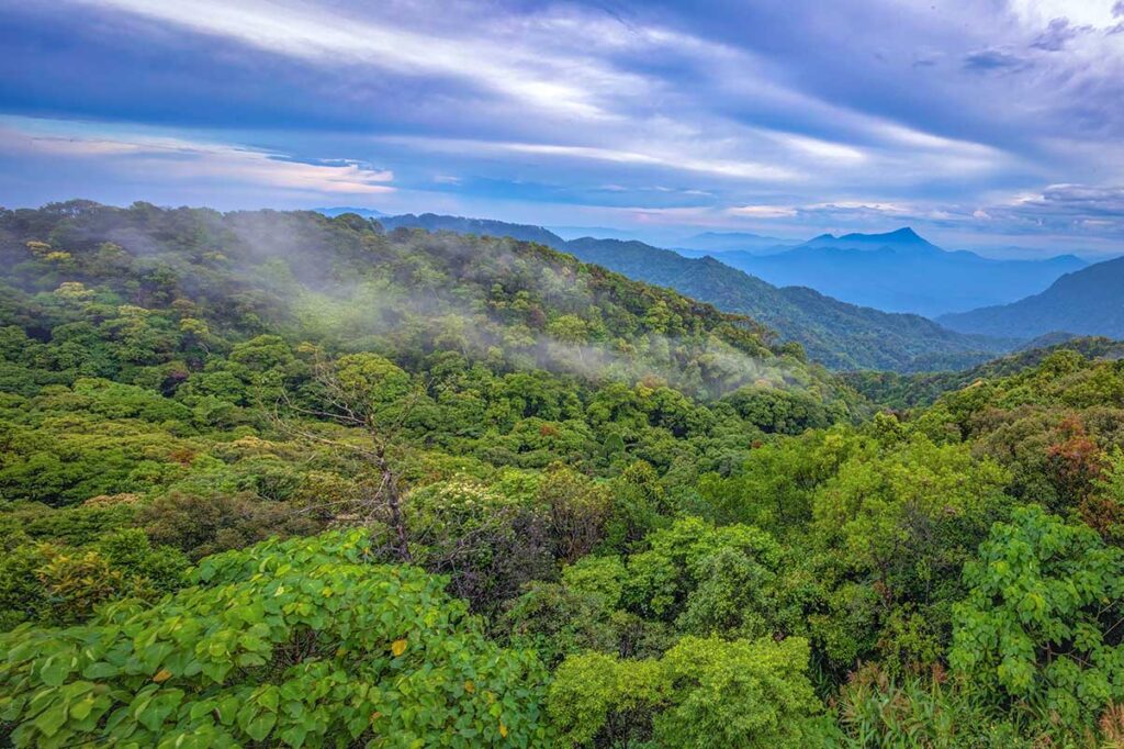 The canopy of trees seen from above of Bach Ma National Park