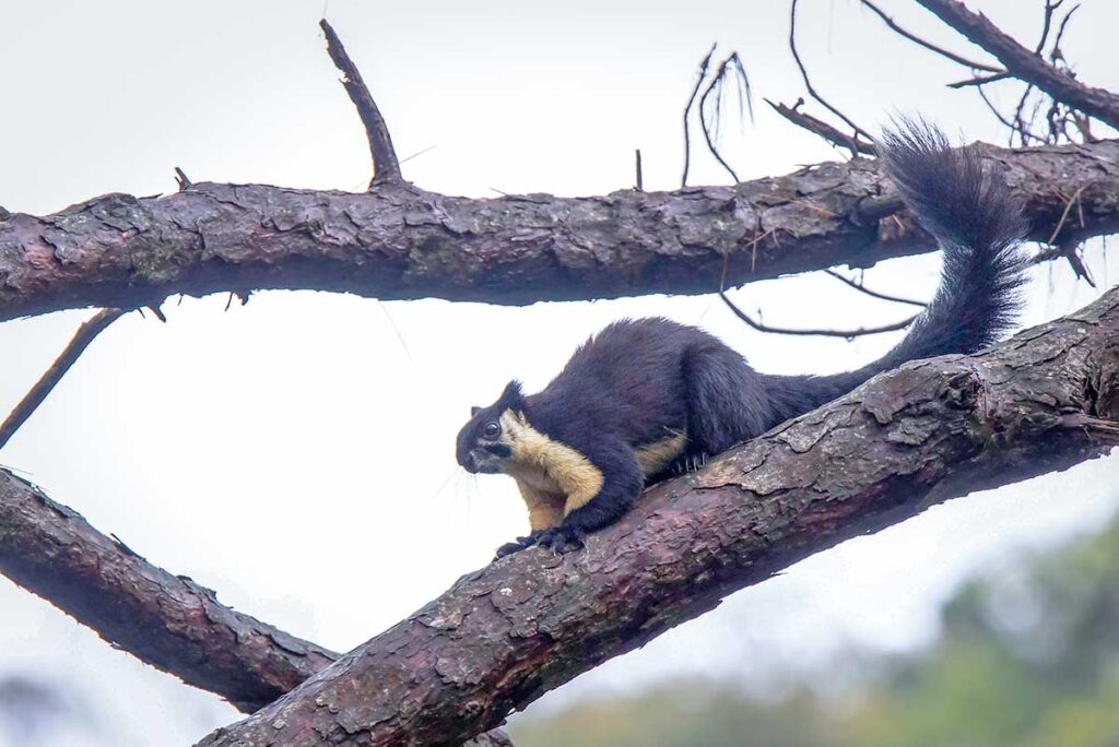 A black giant squirrel inside Bach Ma National Park