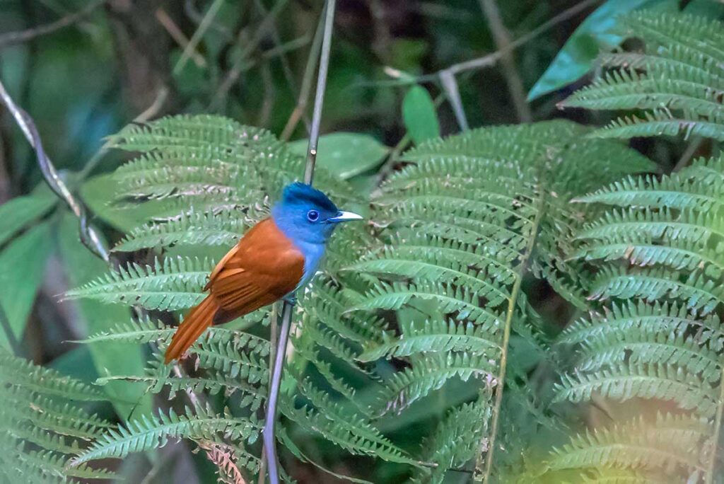A brown with blue bird called Blyth Paradise Flycatcher seen during bird watching in Bach Ma National Park