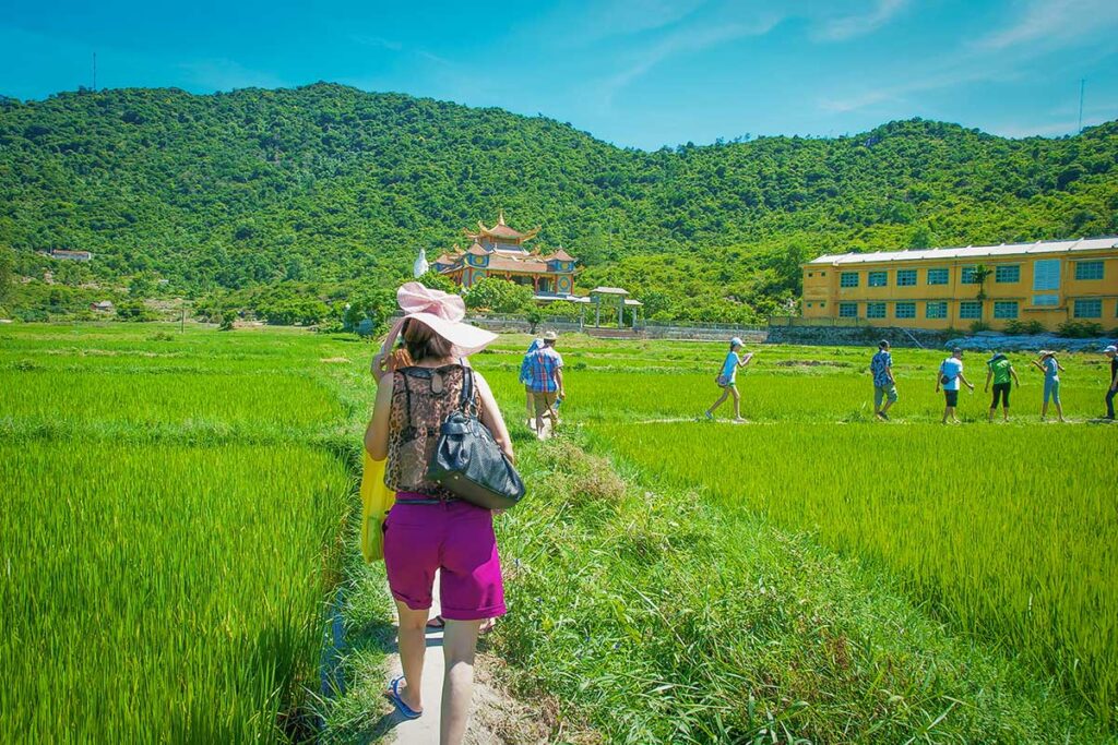 Travelers walking through rice fields toward Hai Tang Pagoda on Cham Island, combining nature and local culture in one stop.