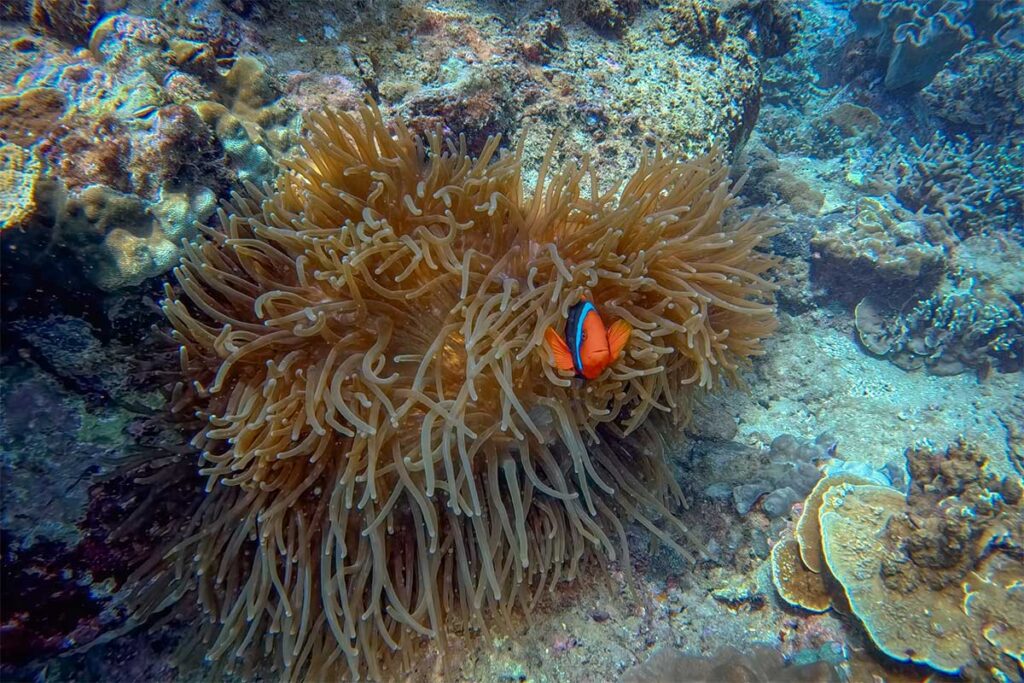 Clownfish swimming among coral reefs during a diving trip off Cham Island, Vietnam.
