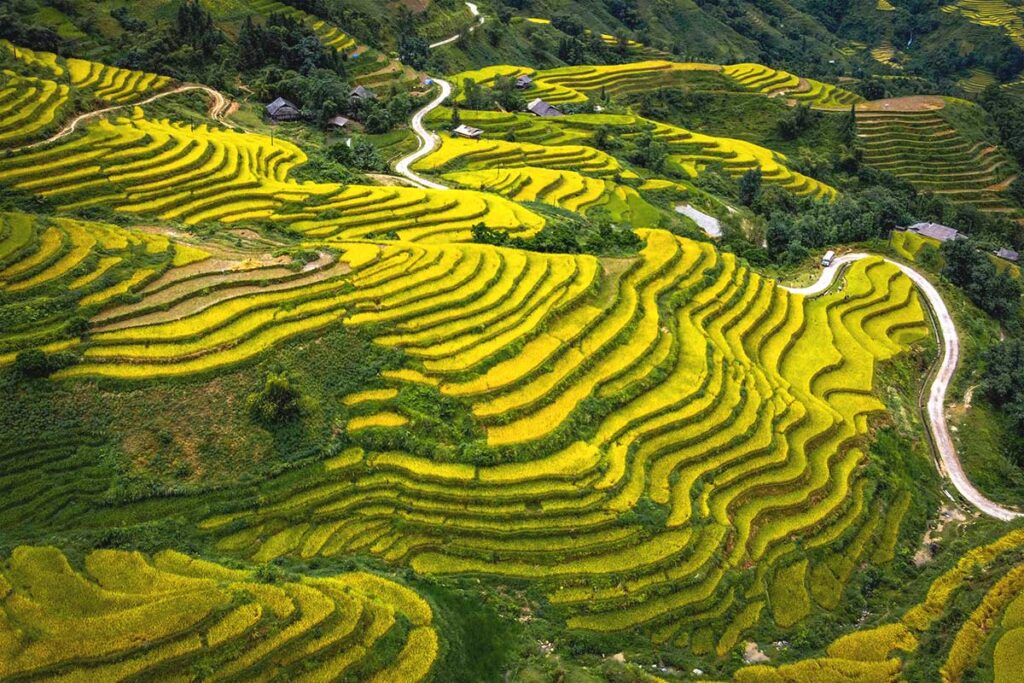 Hoang Su Phi rice terraces during golden harvest time