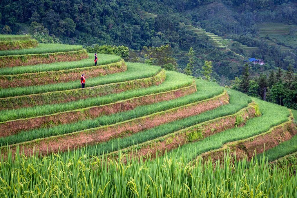 Lush green terraced rice fields in Hoang Su Phi in July, with several layers of vibrant rice plants covering the mountainsides.