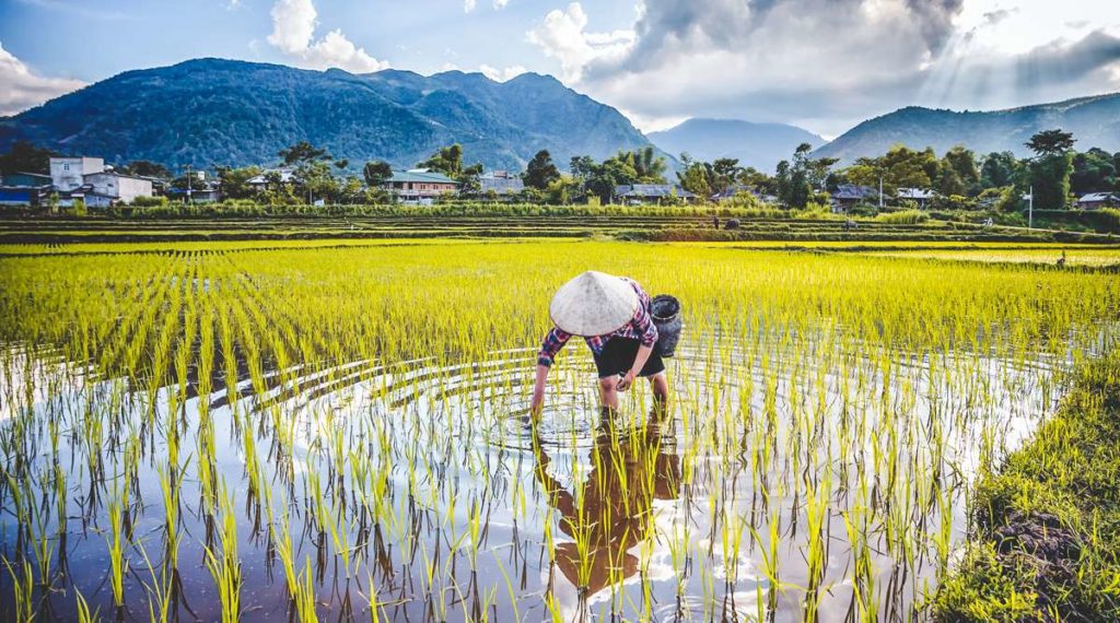 Nghia Lo rice fields