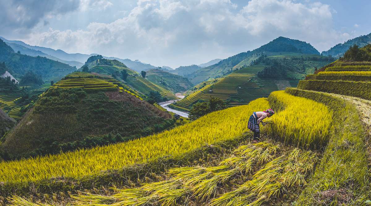 rice paddy fields Mu Cang Chai