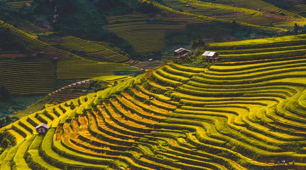 terraced rice fields Mu Cang Chai