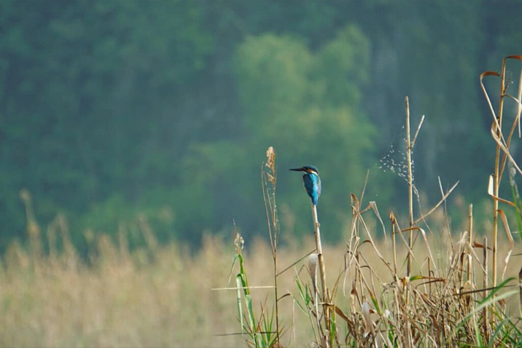 Thung Nham bird garden