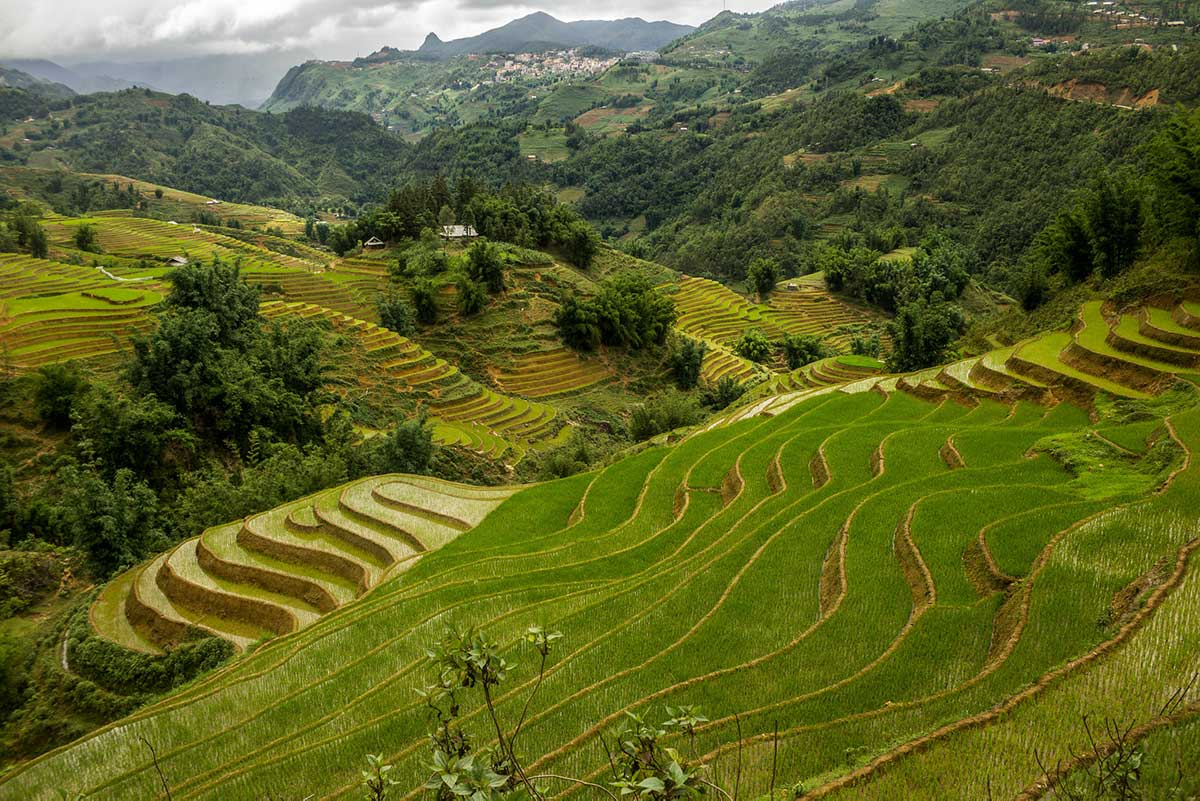 rice fields around Ta Phin village near Sapa