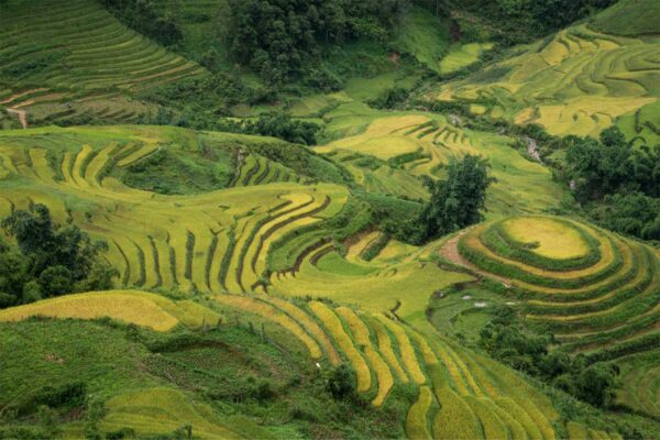 Saba Rice Fields Sapa Rice Fields | 5 Best Areas + Best Season to Visit