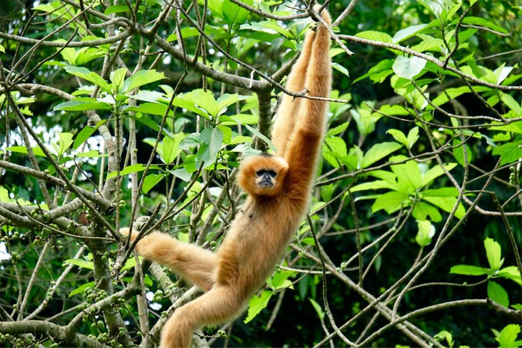 Cuc Phuong national park