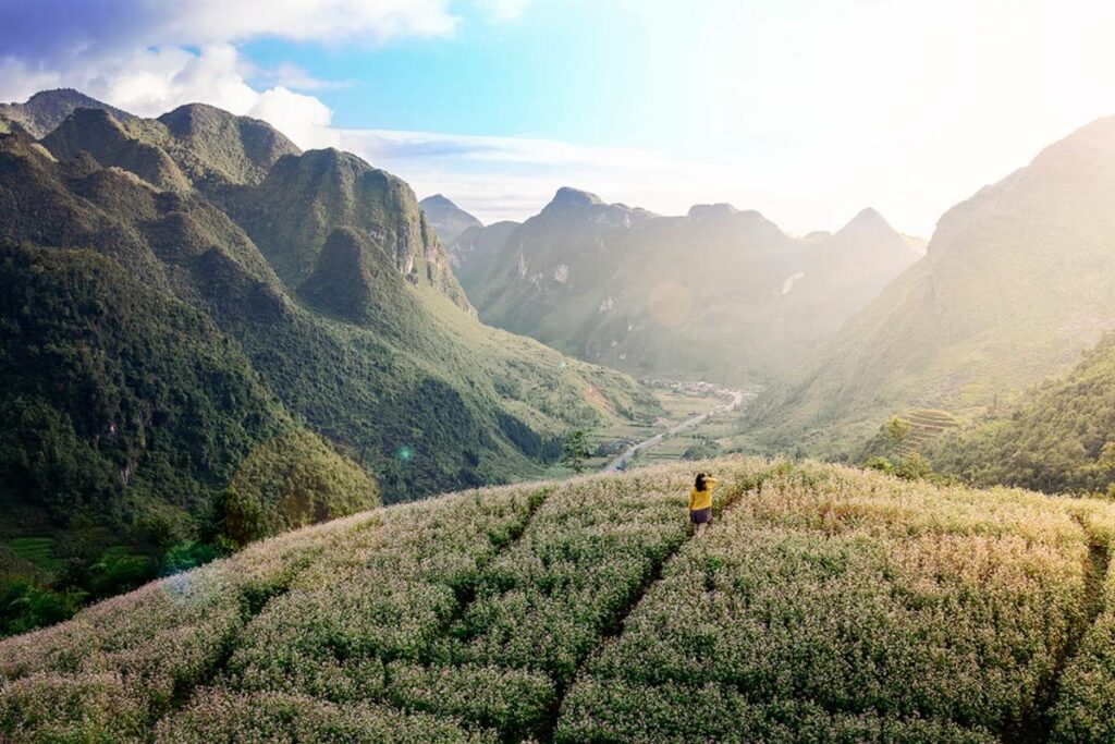 buckwheat flowers in ha Giang