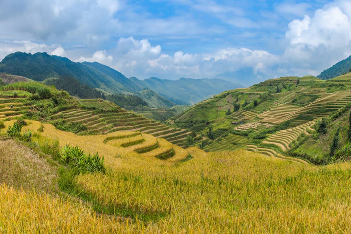 harvest time is the best time to visit Sapa