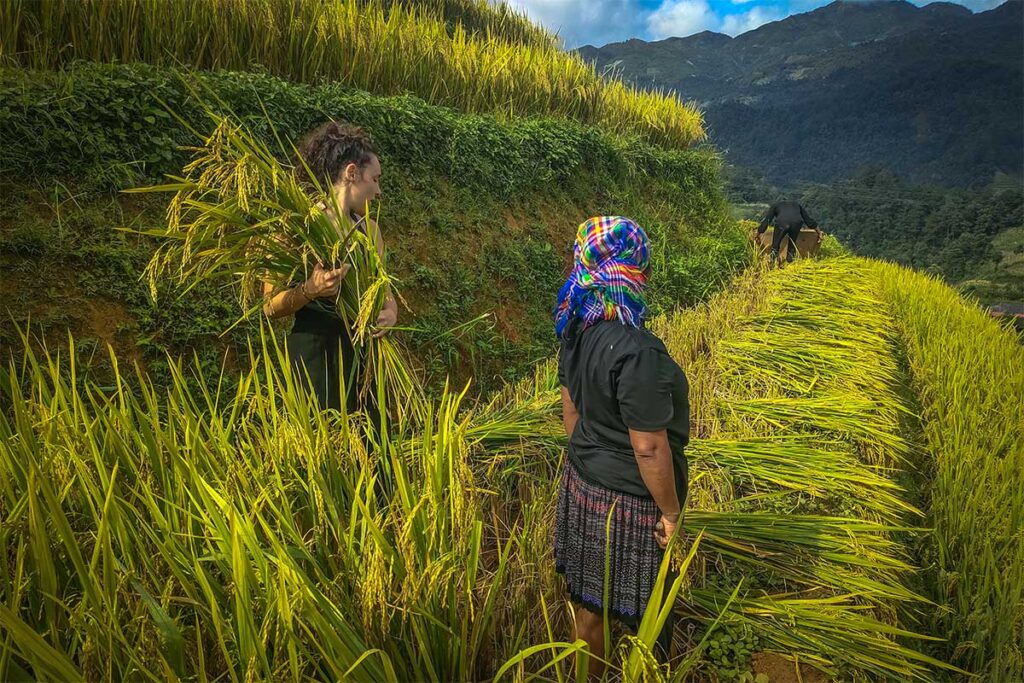 A foreign girl helping an ethnic woman harvest rice on a terrace at Indigenous Homestay in Mu Cang Chai
