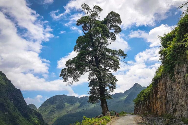 A massive, solitary tree known as the Lonely Tree, standing beside a road on the edge of a cliff in Quan Ba, Ha Giang.