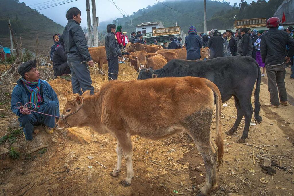 A man sitting with his cow at Meo Vac Market, waiting among the traders in the livestock section.